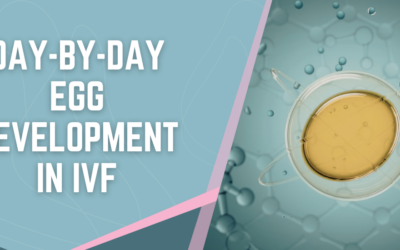How Do Your Eggs Develop Day by Day in an IVF Cycle?